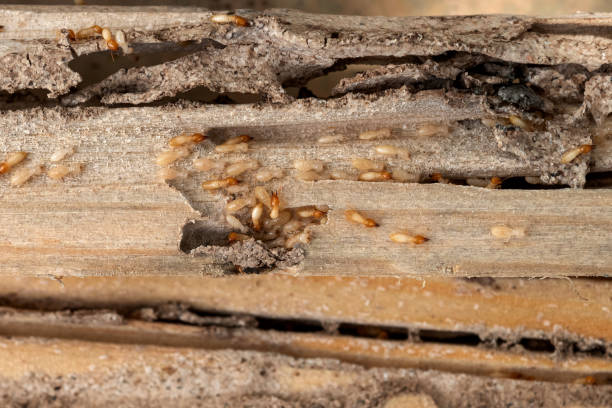Best Pest Control for Homes  in Woodbridge, VA