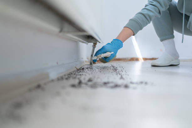 Best Ant Control Services  in Woodbridge, VA